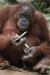 RAMAT GAN, ISRAEL - APRIL 14:  An orang-utan m...