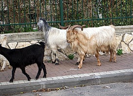 Goats in Bnei Brak, Israel