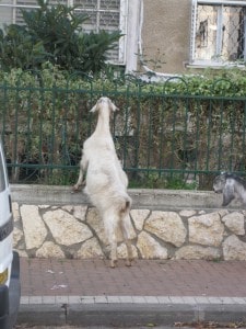 In Lieu of Grass, a Goat Grazes on Shrubbery  