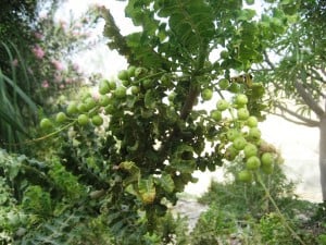 frankincens from Ein Gedi botanical garden