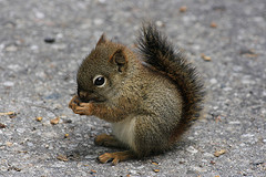 Baby Squirrel