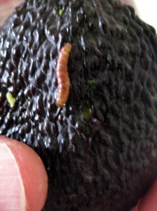avocado-worm-caterpillar