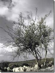 tree at Adulam