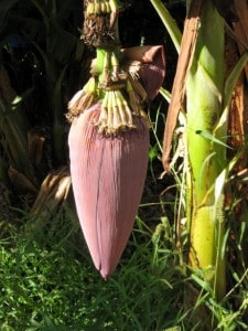 Banana Flower