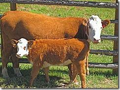 cow-calf-milk