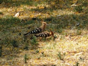 hoopoes-in-israel