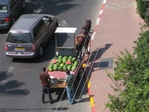 Watermelon Horse