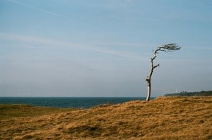 lonely tree