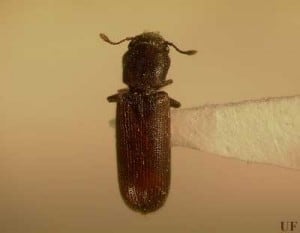 Southern Lyctus Beetle Commonly Infecting S'chach