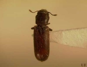 lyctid_full Southern Lyctus Beetle Commonly Infecting S'chach