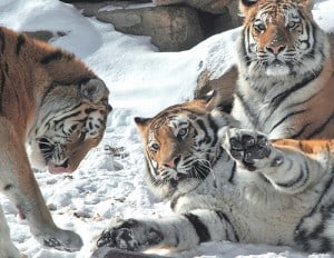 tiger-family